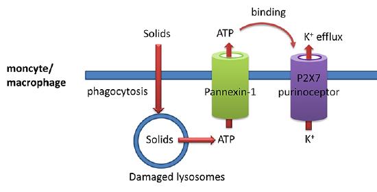 Pannexin1_P2X7_Kionefflux
