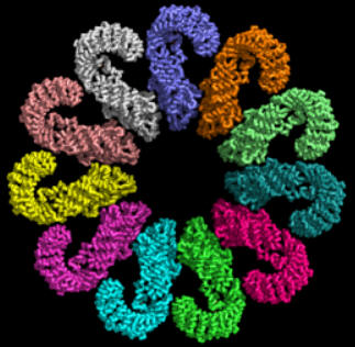 11_NLRP4_inflammasometop