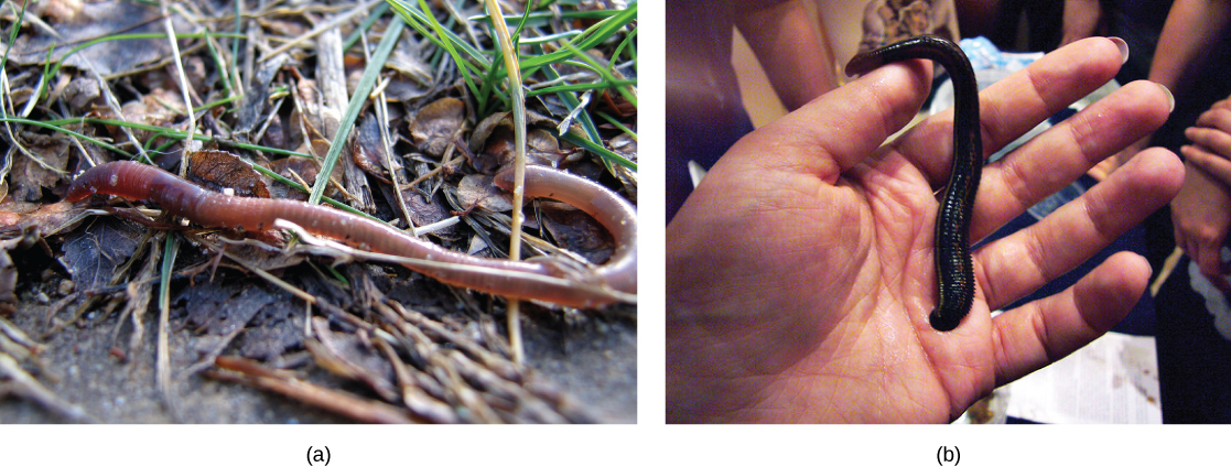 Part a shows an earthworm, and part b shows a large leech trying to latch onto a person’s hand.