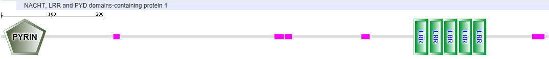 NLRP1_DOMAINB