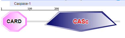 caspase1domainb
