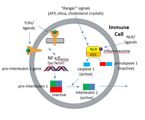 TLR_NLR_Inflam_IL1B