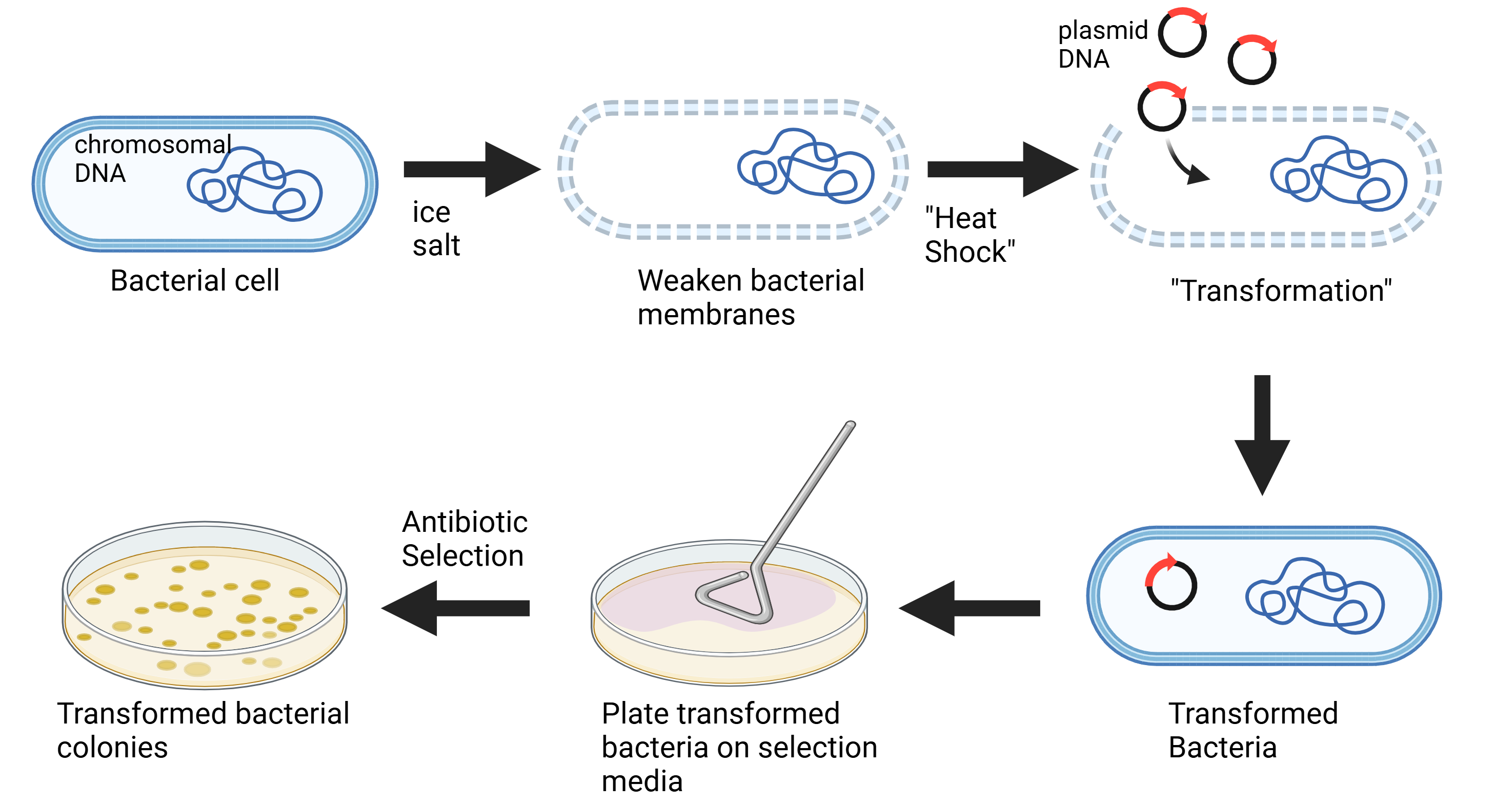 5.3: Creating Recombinant DNA - Biology LibreTexts