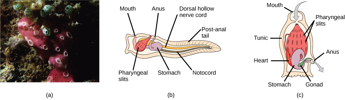 La foto a muestra tunicados, que son de apariencia esponjosa y tienen algunos agujeros a lo largo de la superficie. La ilustración b muestra la etapa larvaria tunicada, que se asemeja a un renacuajo, con una cola post-anal en el extremo estrecho. Un cordón nervioso hueco dorsal corre a lo largo de la parte superior de la espalda y una notocorda corre debajo del cordón nervioso. El tracto digestivo comienza con la boca en la parte frontal del animal conectada a un estómago. Por encima del estómago está el ano. Las hendiduras faríngeas, que se encuentran entre el estómago y la boca, están conectadas a una abertura auricular en la parte superior del cuerpo. La ilustración c muestra un tunicado adulto, el cual se asemeja a un tocón de árbol anclado al fondo. El agua entra por la boca en la parte superior del cuerpo y pasa por las hendiduras faríngeas, donde se filtra. Luego, el agua sale por otra abertura en el costado del cuerpo. El corazón, el estómago y la gónada están metidos debajo de las hendiduras faríngeas.