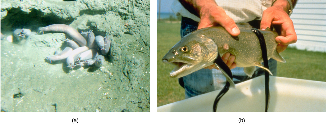 La foto a muestra el pez regazo parecido a gusano agrupado en un agujero fangoso. La foto b muestra lampreas marinas parecidas a sanguijuelas enganchadas a un pez grande.