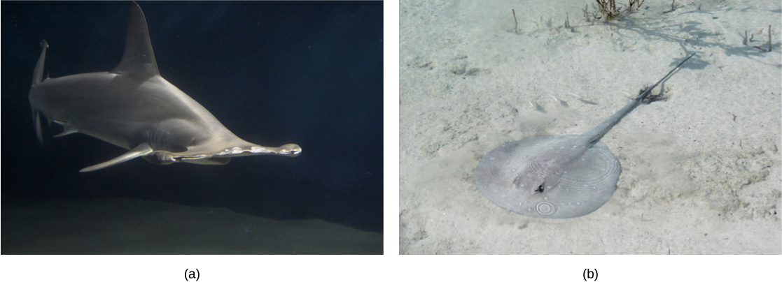 La foto a muestra un tiburón con hocico ancho. La foto b muestra una mantarraya con un cuerpo largo y delgado y una cabeza circular, descansando sobre el fondo arenoso