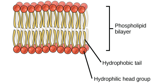 Une illustration d'une bicouche de phospholipides est présentée. La bicouche de phospholipides est constituée de deux couches de phospholipides. Les queues hydrophobes des phospholipides se font face tandis que les groupes de tête hydrophiles sont tournés vers l'extérieur.