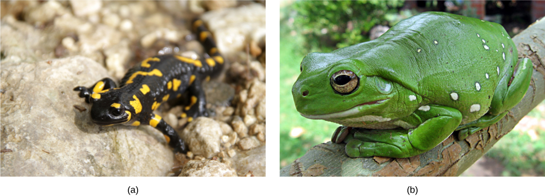 Photo a shows a black salamander with bright yellow spots. Photo b shows a big, bright green frog sitting on a branch.