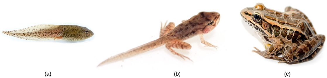 Una serie de tres fotos muestran la metamorfosis de (a) renacuajo a (b) rana juvenil con cuatro patas y cola a (c) una rana adulta.