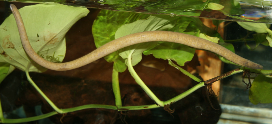 La foto muestra a un animal grande parecido a un gusano en un acuario. El cuerpo está segmentado, y tiene una boca pequeña y ojos muy pequeños.