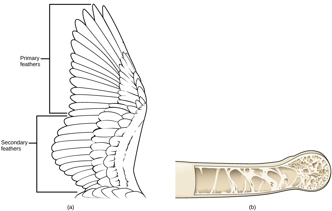 Illustration a shows a bird’s wing, which has two sections of flight feathers, the long primary feathers toward the tip of the wing and the secondary feathers closer to the body. Illustration b shows a hollow bone with structural supports providing reinforcement.