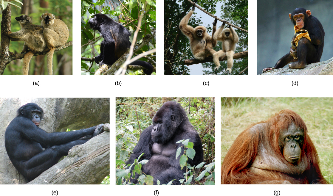 Siete fotos de primates incluyen: a) dos lémures en una rama de árbol; (b) un mono aullador; (c) dos gibones con brazos largos sujetados a una cuerda sobre sus cabezas; (d) un chimpancé; (e) un bonobo; (f) un gorila y (g) un orangután.