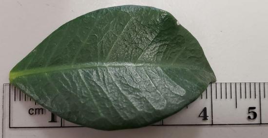 A single green leaf placed on a ruler, measuring approximately 5 centimeters in length. The leaf has a smooth texture and is set against a plain background.