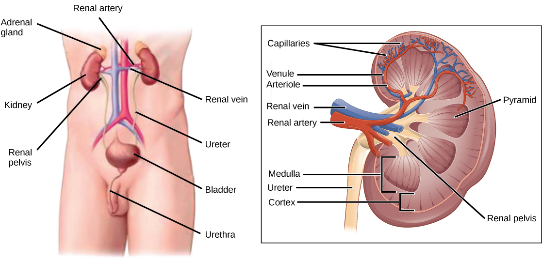 La ilustración de la izquierda muestra la colocación de los riñones y la vejiga en un hombre humano. Los dos riñones uno frente al otro y se ubican en el lado posterior, aproximadamente a la mitad de la espalda. Una arteria renal y una vena renal se extienden desde el interior medio de cada riñón, hacia un vaso sanguíneo mayor que corre por la mitad del cuerpo. Un uréter baja de cada riñón a la vejiga, saco que se encuentra justo por encima de la pelvis. La uretra baja desde la parte inferior de la vejiga y a través del pene. Las glándulas suprarrenales son masas grumosas que se asientan en la parte superior de los riñones. La ilustración de la derecha muestra un riñón, con forma de frijol de pie en el extremo. El interior del riñón consta de tres capas: la corteza externa, la médula media y la pelvis renal interna. La pelvis renal está enrasada con el lado cóncavo del riñón, y se vacía en el uréter, un tubo que baja por fuera del lado cóncavo del riñón. Varias pirámides renales están incrustadas en la médula, que es la capa renal más gruesa. Cada pirámide renal tiene forma de lágrimas, con el extremo estrecho orientado hacia la pelvis renal. La arteria renal y la vena renal ingresan a la parte cóncava del riñón, justo por encima del uréter. La arteria renal y la vena renal se ramifican en arteriolas y vénulas, respectivamente, que se extienden hacia el riñón y se ramifican en capilares en la corteza.