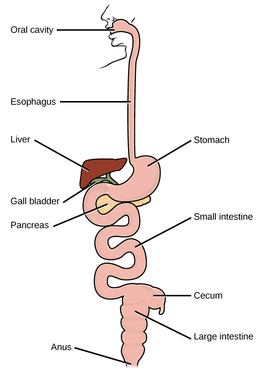 Los componentes básicos del sistema digestivo humano comienzan en la boca. La comida se ingiere a través del esófago y se introduce en el estómago en forma de riñón. El hígado se encuentra en la parte superior del estómago, y el páncreas está debajo. La comida pasa del estómago al intestino delgado largo y sinuoso. De ahí ingresa al intestino grueso ancho antes de desmayar el ano. En la unión del intestino delgado y grueso se encuentra una bolsa llamada ciego.