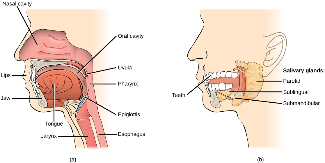 La ilustración A muestra las partes de la cavidad oral humana. La lengua descansa en la parte inferior de la boca. El colgajo que cuelga de la parte posterior de la boca es la úvula. La vía aérea detrás de la úvula, llamada faringe, se extiende hasta la parte posterior de la cavidad nasal y hacia abajo hasta el esófago, que comienza en el cuello. La ilustración B muestra las dos glándulas salivales, las cuales se encuentran debajo de la lengua, la sublingual y la submandibular. Una tercera glándula salival, la parótida, se encuentra justo enfrente de la oreja.