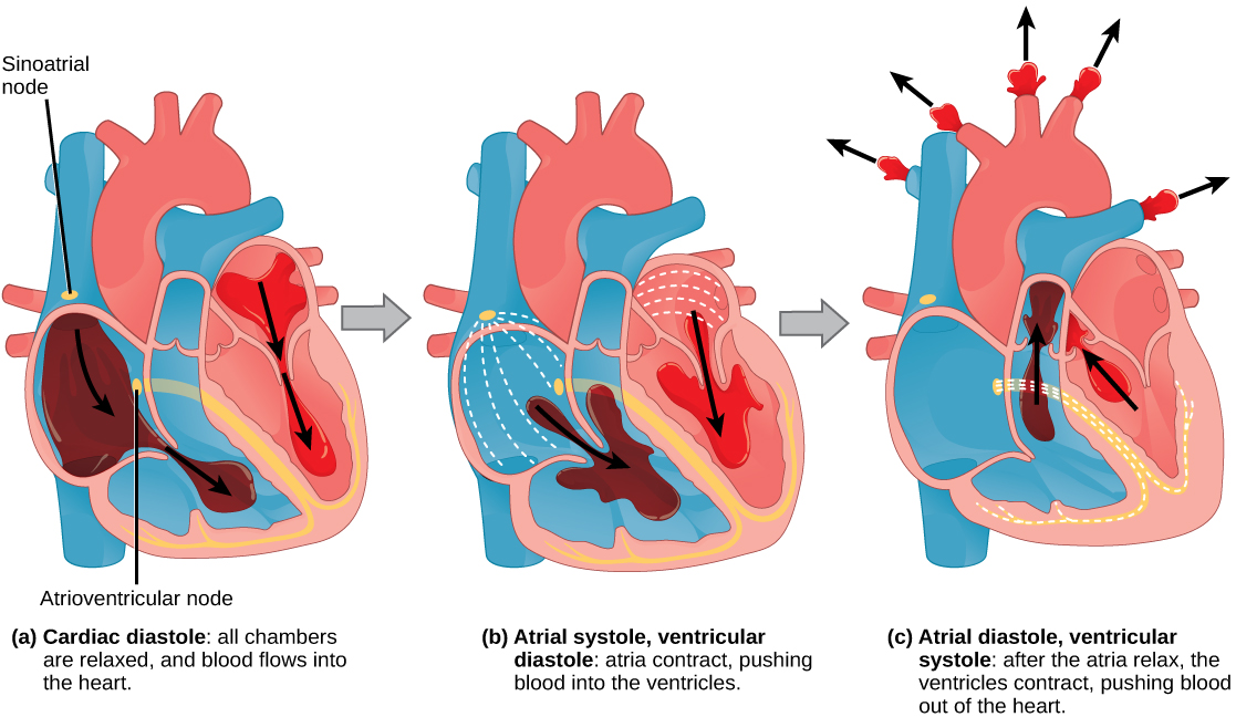 La ilustración A muestra la diástole cardíaca. El músculo cardíaco está relajado, y la sangre fluye hacia las aurículas del corazón y hacia los ventrículos. La ilustración B muestra la sístole auricular; las aurículas se contraen, empujando la sangre hacia los ventrículos, los cuales están relajados. La ilustración C muestra la diástole auricular; después de que las aurículas se relajan, los ventrículos se contraen, empujando la sangre fuera del corazón. El nódulo sinoauricular se localiza en la parte superior de la aurícula derecha, y el nódulo auriculoventricular se localiza entre la aurícula derecha y el ventrículo derecho. El latido del corazón comienza con un impulso eléctrico en el nódulo sinoauricular, que se extiende por las paredes de las aurículas, dando como resultado una protuberancia en la lectura del ECG. La señal luego se fusiona en el nódulo auriculoventricular, provocando que la lectura del ECG se alinee brevemente. A continuación, la señal pasa del nódulo auriculoventricular a las fibras de Purkinje, que viajan desde el nódulo atriovenricular y bajando por la mitad del corazón, entre los dos ventrículos, luego hacia arriba por los lados de los ventrículos. A medida que la señal pasa por las fibras de Purkinje disminuye la lectura del ECG. La señal luego se propaga por las paredes del ventrículo y los ventrículos se contraen, lo que resulta en un pico agudo en el ECG. A la espiga le sigue una línea plana, más larga que la primera, luego una protuberancia.