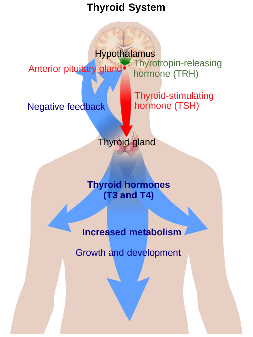 El hipotálamo secreta la hormona liberadora de tirotropina, lo que hace que la glándula pituitaria anterior secrete la hormona estimulante de la tiroides. La hormona estimulante de la tiroides hace que la glándula tiroides secrete las hormonas tiroideas T3 y T4, las cuales aumentan el metabolismo, resultando en crecimiento y desarrollo. En un bucle de retroalimentación negativa, T3 y T4 inhiben la secreción hormonal por el hipotálamo y la hipófisis, terminando la señal.