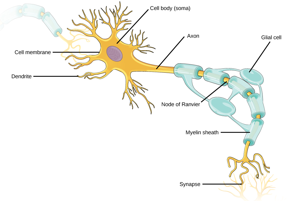 La ilustración muestra una neurona. La parte principal del cuerpo celular, llamada soma, contiene el núcleo. Las dendritas similares a ramas se proyectan desde tres lados del soma. Un axón largo y delgado sobresale desde el cuarto lado. El axón se ramifica al final. La punta del axón está muy cerca de las dendritas de una célula nerviosa adyacente. El estrecho espacio entre el axón y las dendritas se llama sinapsis. Las células llamadas oligodendrocitos se localizan junto al axón. Las proyecciones de los oligodendrocitos se envuelven alrededor del axón, formando una vaina de mielina. La vaina de mielina no es continua, y los huecos donde se expone el axón se denominan nodos de Ranvier.