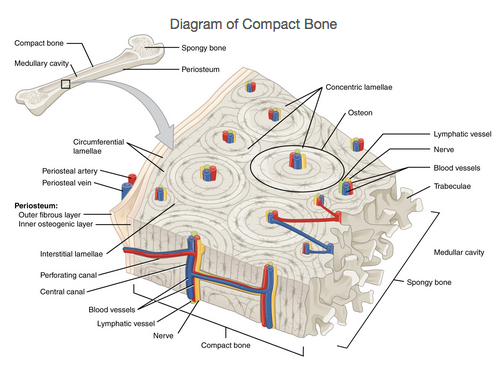 Labeled Diagram of Compact Bone