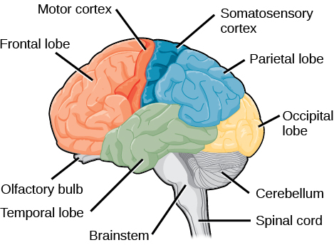 Sagittal, o vista lateral del cerebro humano muestra los diferentes lóbulos de la corteza cerebral. El lóbulo frontal se encuentra en el centro frontal del cerebro. El lóbulo parietal se encuentra en la parte superior posterior del cerebro. El lóbulo occipital está en la parte posterior del cerebro, y el lóbulo temporal está en el centro inferior del cerebro. La corteza motora es la parte posterior del lóbulo frontal, y el bulbo olfativo es la parte inferior. La corteza somatosensorial es la parte frontal del lóbulo parietal. El tronco encefálico está debajo del lóbulo temporal y el cerebelo está debajo del lóbulo occipital.