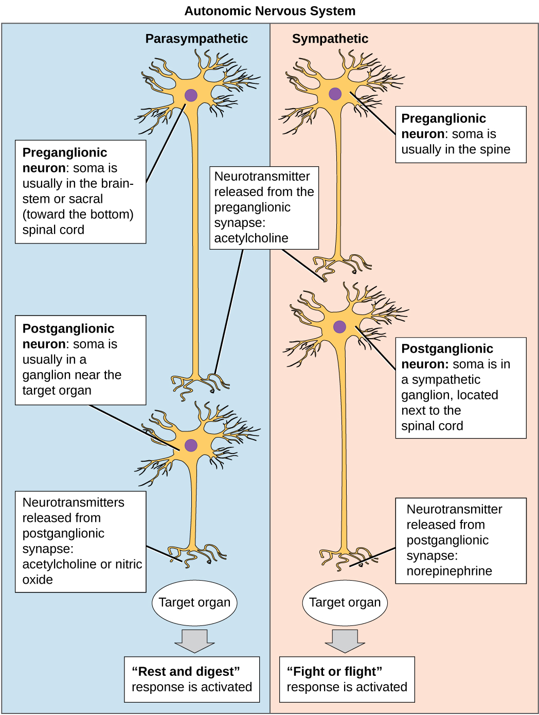 El sistema nervioso autónomo se divide en sistemas simpático y parasimpático. En el sistema simpático, el soma de las neuronas preganglionares generalmente se localiza en la columna mientras que en el sistema parasimpático el soma suele estar en el tronco encefálico o sacro, en la parte inferior de la columna vertebral. En ambos sistemas, la neurona pregangliónica libera el neurotransmisor acetilcolina en la sinapsis. Las neuronas postganglionares del sistema simpático tienen somas en un ganglio simpático, ubicado junto a la médula espinal. Las neuronas postganglionares del sistema parasimpático tienen somas en los ganglios cercanos al órgano diana. Las neuronas postganglionares del sistema simpático liberan norepinefrina en la sinapsis, mientras que las neuronas postganglionares del sistema parasimpático liberan acetilcolina u óxido nítrico.