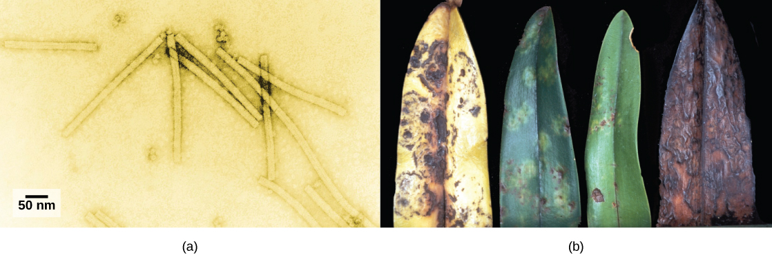 En A, una micrografía electrónica muestra el virus del mosaico del tabaco, que tiene la forma de un rectángulo largo y delgado. La foto B muestra una hoja de orquídea en diversos estados de descomposición. Los síntomas iniciales son manchas amarillas y marrones. Finalmente, toda la hoja se vuelve amarilla con manchas marrones, luego completamente marrón.