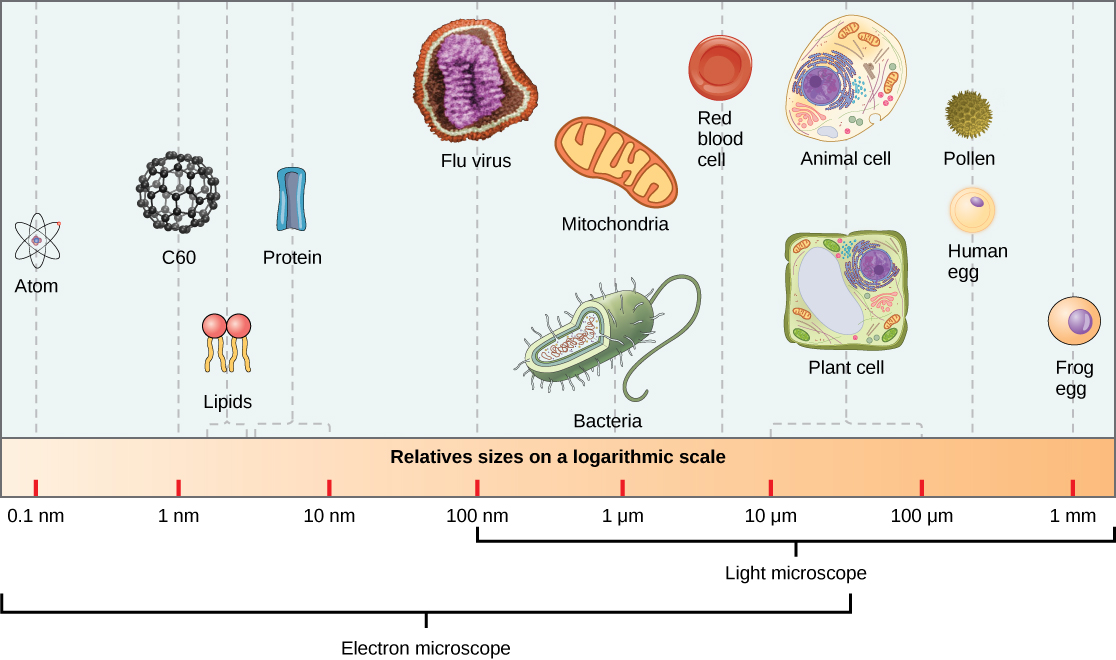 Se muestran los tamaños relativos en una escala logarítmica, de 0.1 nm a 1 m. Los objetos se muestran desde el más pequeño hasta el más grande. El objeto más pequeño mostrado, un átomo, tiene aproximadamente .1 nm de tamaño. Una molécula C60, o buckyball, es de 1 nm. Los siguientes objetos más grandes que se muestran son lípidos y proteínas; estas moléculas están entre 1 y 10 nm. El virus de la influenza es de aproximadamente 100 nm. Las bacterias y mitocondrias son de aproximadamente 1 µm. Los glóbulos rojos humanos son de aproximadamente 7 µm. Las células vegetales y animales están entre 10 y 100 µm. El polen de una flor de gloria matutina y un huevo humano están entre 100 µm y 1 mm. Un huevo de rana mide aproximadamente 1 mm.