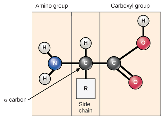 La structure moléculaire d'un acide aminé est donnée. Un acide aminé possède un carbone alpha auquel sont attachés un groupe amino, un groupe carboxyle, un hydrogène et une chaîne latérale. La chaîne latérale varie selon les différents acides aminés et est désignée par un « R ».
