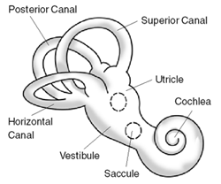 Organs of the vestibular system of the inner ear labeled diagram