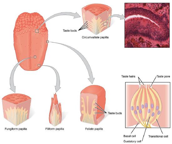 Types of Papillae labeled diagram