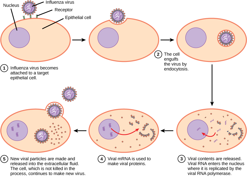 La ilustración muestra los pasos de una infección por el virus de la influenza. En la etapa 1, el virus de la influenza se une a un receptor en una célula epitelial diana. En el paso 2, la célula envuelve al virus por endocitosis, y el virus queda encerrado en la membrana plasmática de la célula. En la etapa 3, la membrana se disuelve y los contenidos virales se liberan en el citoplasma. El ARNm viral ingresa al núcleo, donde es replicado por la ARN polimerasa viral. En el paso 4, el ARNm viral sale al citoplasma, donde se utiliza para elaborar proteínas virales. En la etapa 5, se liberan nuevas partículas virales en el fluido extracelular. La célula, que no se mata en el proceso, sigue produciendo nuevos virus.