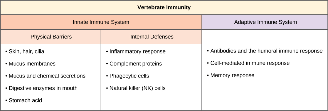  Table shows vertebrate immunity, with 2 columns for innate and adaptive immune system characteristics. The innate immune system is further divided into physical barriers and internal defenses. Under physical barriers are: skin, hairs, cilia, mucus membranes, mucus and chemical secretions, digestive enzymes in mouth, and stomach acid. Under internal defenses are: inflammatory response, complement proteins, phagocytic cells, and natural killer (NK) cells. In the adaptive immune system column are: antibodies and the humoral immune response, cell-mediated immune response, and memory response.
