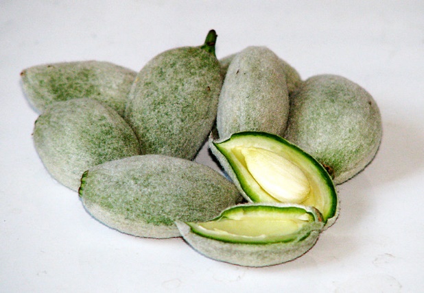 Almond fruits with one opened showing the seed inside
