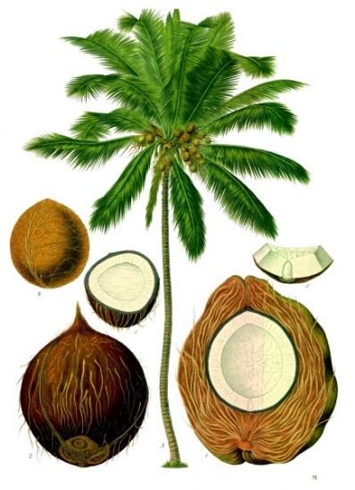 Coconut palm and its fruit