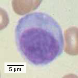 La micrografía muestra una célula redonda con un núcleo grande que ocupa más de la mitad de la célula.