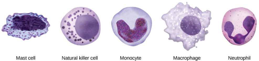 La ilustración muestra varias células de inmunidad innata. Los mastocitos tienen abundancia de gránulos citoplásmicos y un núcleo irregular. Las células asesinas naturales y los neutrófilos se rellenan con gránulos. Los neutrófilos tienen un núcleo multilobulado. Los macrófagos son de forma irregular, con un núcleo redondo.