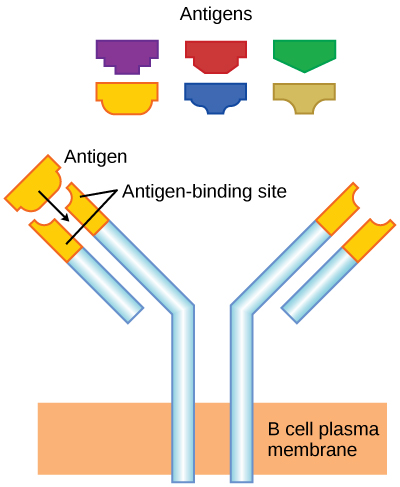 La ilustración muestra un receptor de células B en forma de Y que se proyecta hacia arriba desde la membrana plasmática. La porción superior de ambos extremos de la Y es la región variable que conforma el sitio de unión al antígeno.