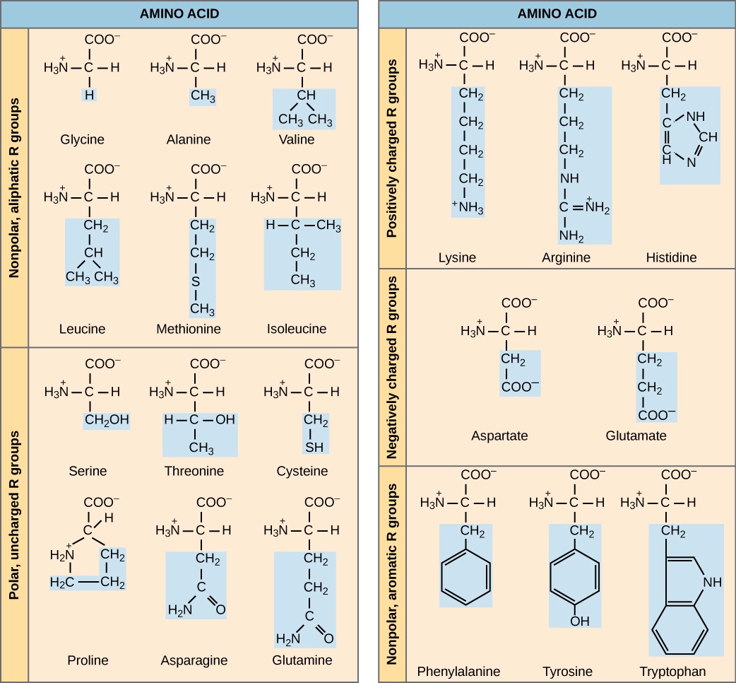 The molecular structures of the twenty amino acids commonly found in proteins are given. These are divided into five categories: nonpolar aliphatic, polar uncharged, positively charged, negatively charged, and aromatic. Nonpolar aliphatic amino acids include glycine, alanine, valine, leucine, methionine, isoleucine, and proline. Polar uncharged amino acids include serine, threonine, cysteine, asparagine, and glutamine. Positively charged amino acids include lysine, arginine, and histidine. Negatively charged amino acids include aspartate and glutamate. Aromatic amino acids include phenylalanine, tyrosine, and tryptophan.  For example, in the amino acid glycine, the R group is a single hydrogen; but in alanine the R group is upper C upper H subscript 3 baseline.