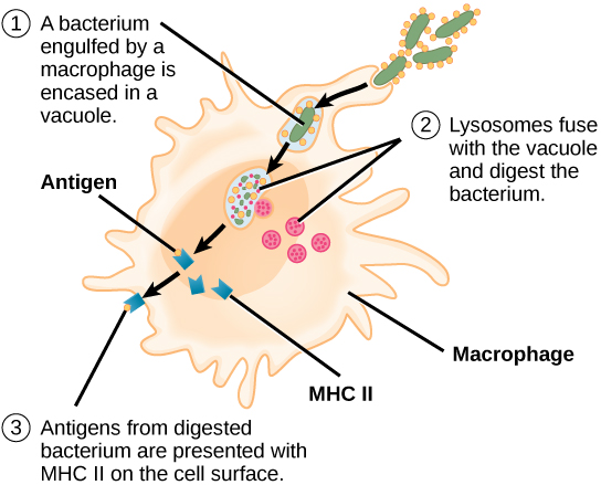 La ilustración muestra una bacteria siendo engullida por un macrófago. Los lisosomas se fusionan con la vacuola que contiene la bacteria. La bacteria se digiere. Los antígenos de la bacteria se unen a una molécula MHC II y se presentan en la superficie celular.