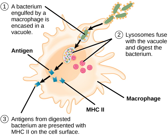 Illustration of a macrophage consuming an antigen-presenting cell.