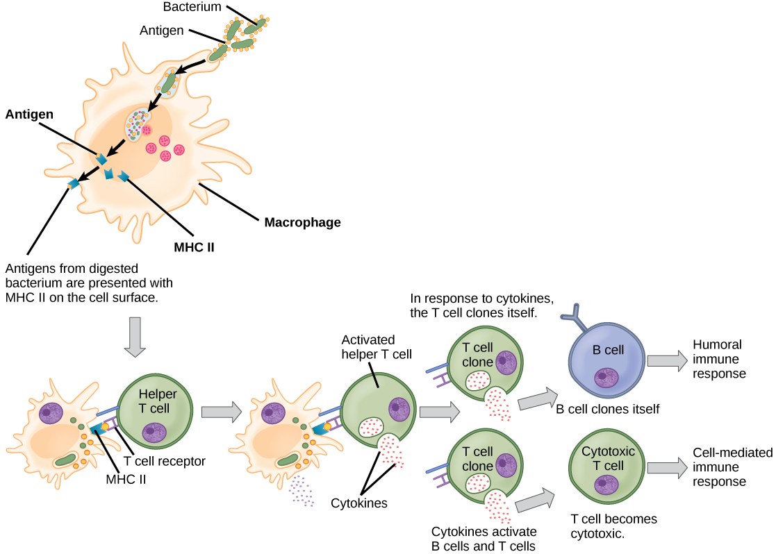 Illustration of humoral and cell-mediated immune response activation.