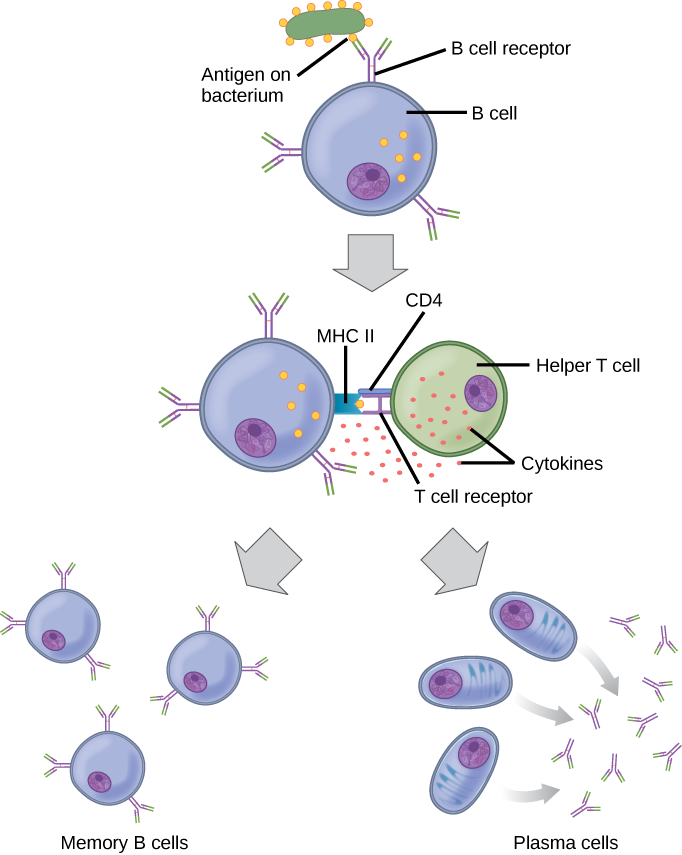 La ilustración muestra la activación de una célula B. Un antígeno en la superficie de una bacteria se une al receptor de células B. La célula B envuelve el antígeno y presenta el antígeno en su superficie junto con un receptor MHC II. Un receptor de células T y una molécula CD4 en la superficie de una célula T auxiliar reconocen el complejo antígeno-MHC II y activan la célula B. La célula B se divide y se convierte en células B de memoria y células plasmáticas. Las células B de memoria presentan anticuerpos específicos de antígeno en su superficie. Las células B plasmáticas excretan anticuerpos.