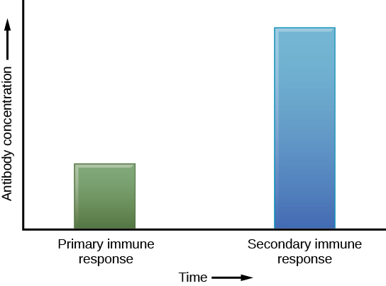 El gráfico de barras representa la concentración de anticuerpos frente a la respuesta inmune primaria y secundaria. Durante la respuesta inmune primaria, se produce una baja concentración de anticuerpos. Durante la respuesta inmune secundaria, se produce aproximadamente tres veces más anticuerpos.