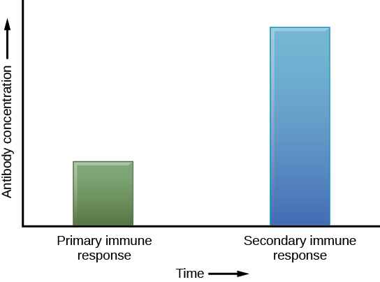 A graph of the primary and secondary immune response and antibody concentration. 