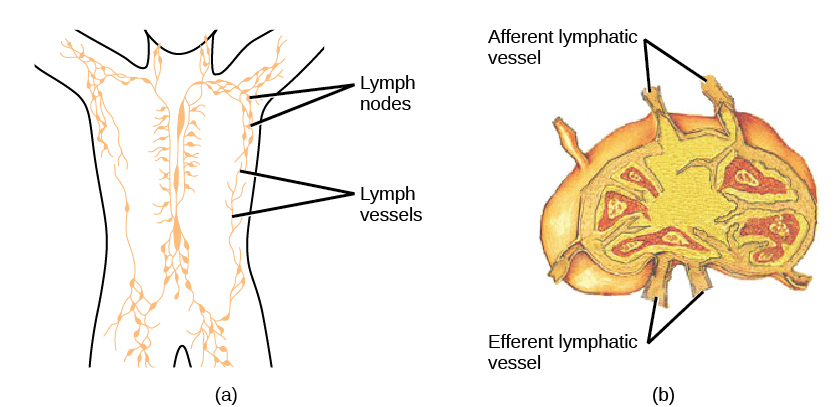 La parte A muestra la ubicación de los ganglios linfáticos y los vasos linfáticos en el cuerpo humano. Los vasos linfáticos corren por la columna vertebral y a lo largo de los lados del cuerpo y hacia los brazos, las piernas y el cuello. Los ganglios linfáticos se agrupan en la parte superior de los brazos y las piernas, y en la parte inferior de la espalda. La parte B muestra un ganglio linfático, que tiene forma de riñón. Los vasos linfáticos aferentes se localizan a lo largo de la curva externa y los vasos eferentes a lo largo de la curva interna.