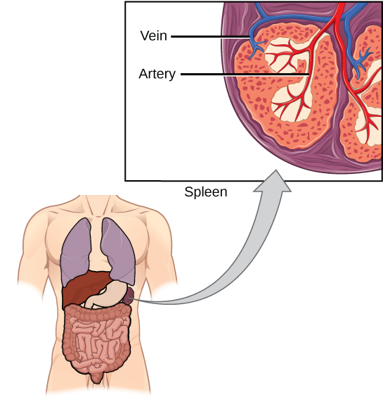 Una ilustración muestra una sección transversal de una parte de un bazo, que se ubica en la parte superior izquierda del abdomen. Un diagrama de inserción muestra arterias y venas que se extienden hacia el tejido del bazo.