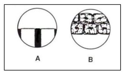 Illustrations of two images on a slide.