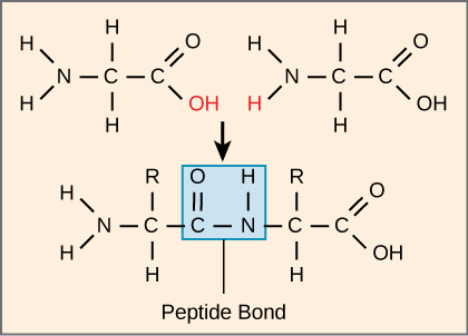 A formação de uma ligação peptídica entre dois aminoácidos é mostrada. Quando a ligação peptídica se forma, o carbono do grupo carbonila se liga ao nitrogênio do grupo amino. O OH do grupo carboxila e um H do grupo amino formam uma molécula de água.