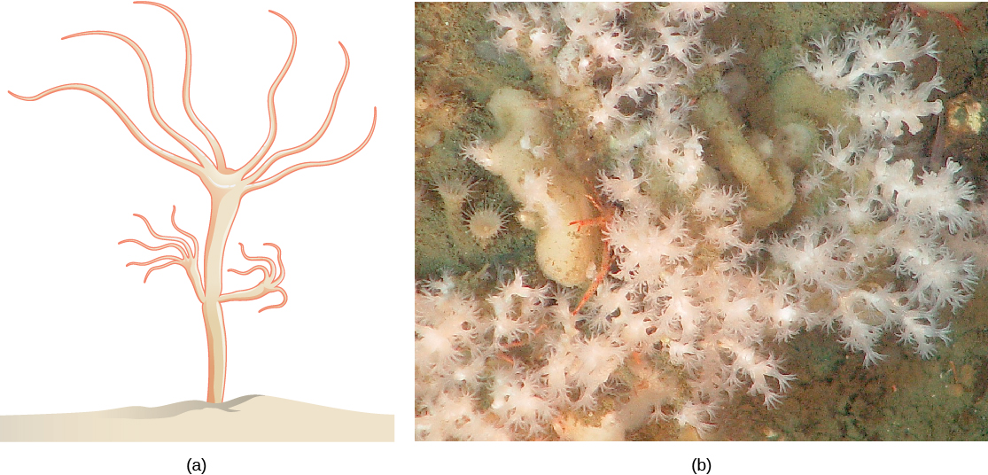 Part a: This shows a hydra, which has a stalk-like body with tentacles growing out the top. A smaller hydra is budding from the side of the stalk. Part b: This photo shows branching white coral polyps.